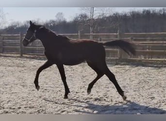 Cheval de sport allemand, Étalon, 2 Ans, 168 cm, Noir