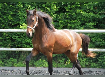 Cheval de sport allemand, Étalon, 2 Ans, 170 cm, Bai