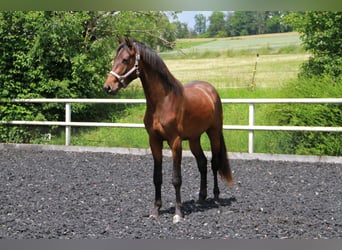Cheval de sport allemand, Étalon, 2 Ans, 170 cm, Bai