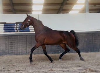 Cheval de sport allemand, Étalon, 2 Ans, 170 cm, Bai