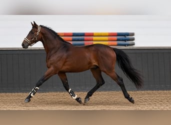 Cheval de sport allemand, Étalon, 2 Ans, 170 cm, Bai