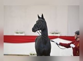 Cheval de sport allemand, Étalon, 2 Ans, 170 cm, Noir