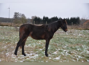Cheval de sport allemand, Étalon, 2 Ans, 172 cm, Bai brun