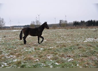 Cheval de sport allemand, Étalon, 2 Ans, 172 cm, Bai brun
