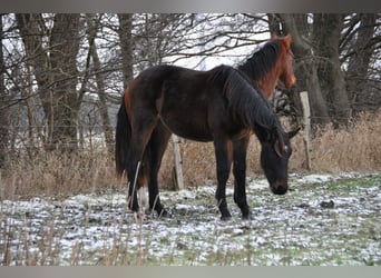 Cheval de sport allemand, Étalon, 2 Ans, 172 cm, Bai brun