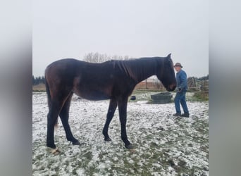 Cheval de sport allemand, Étalon, 2 Ans, 172 cm, Bai brun