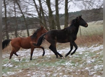 Cheval de sport allemand, Étalon, 2 Ans, 172 cm, Bai brun