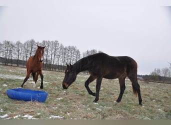 Cheval de sport allemand, Étalon, 2 Ans, 172 cm, Bai brun