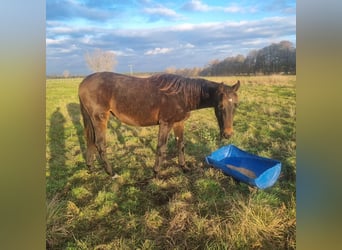 Cheval de sport allemand, Étalon, 2 Ans, 172 cm, Bai brun