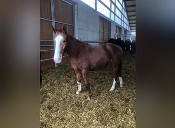 Cheval de sport allemand, Étalon, 2 Ans, Alezan