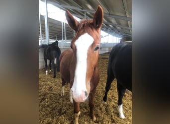 Cheval de sport allemand, Étalon, 2 Ans, Alezan