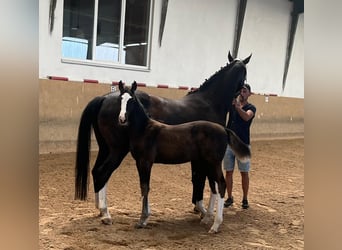 Cheval de sport allemand, Étalon, 2 Ans, Bai brun foncé