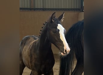 Cheval de sport allemand, Étalon, 2 Ans, Bai brun foncé