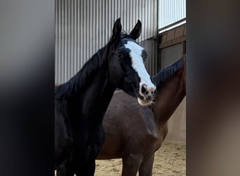 Cheval de sport allemand, Étalon, 2 Ans, Bai brun foncé