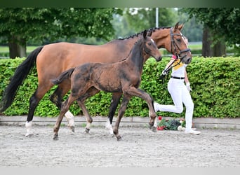 Cheval de sport allemand, Étalon, 2 Ans, Peut devenir gris