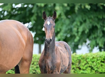 Cheval de sport allemand, Étalon, 2 Ans, Peut devenir gris