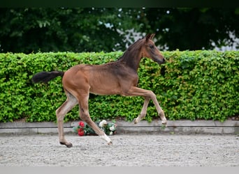 Cheval de sport allemand, Étalon, 2 Ans, Peut devenir gris