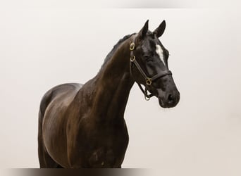 Cheval de sport allemand, Étalon, 3 Ans, 152 cm, Noir