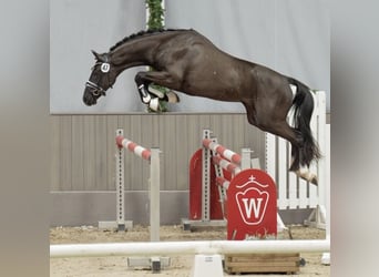 Cheval de sport allemand, Étalon, 3 Ans, 152 cm, Noir