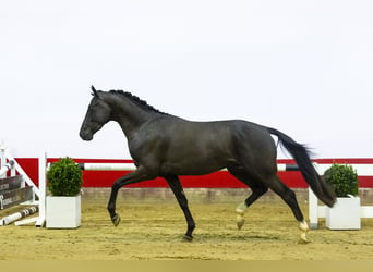 Cheval de sport allemand, Étalon, 3 Ans, 152 cm, Noir