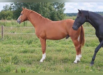 Cheval de sport allemand, Étalon, 3 Ans, 160 cm, Alezan