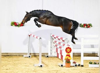Cheval de sport allemand, Étalon, 3 Ans, 164 cm, Bai brun