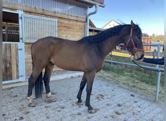 Cheval de sport allemand, Étalon, 3 Ans, 166 cm, Bai