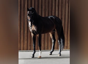 Cheval de sport allemand, Étalon, 3 Ans, 167 cm, Bai brun
