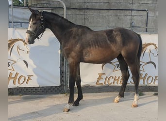 Cheval de sport allemand, Étalon, 3 Ans, 167 cm, Gris
