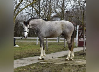 Cheval de sport allemand, Étalon, 3 Ans, 167 cm, Isabelle