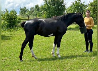 Cheval de sport allemand, Étalon, 3 Ans, 167 cm, Noir