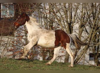 Cheval de sport allemand, Étalon, 3 Ans, 167 cm, Pinto
