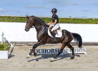 Cheval de sport allemand, Étalon, 3 Ans, 168 cm, Bai cerise