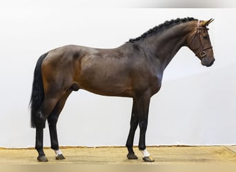 Cheval de sport allemand, Étalon, 3 Ans, 168 cm, Bai cerise