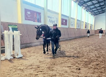 Cheval de sport allemand, Étalon, 3 Ans, 168 cm, Bai