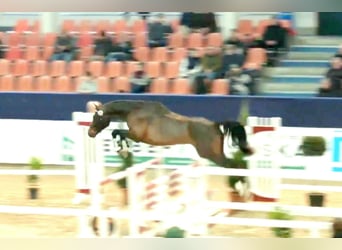 Cheval de sport allemand, Étalon, 3 Ans, 168 cm, Bai