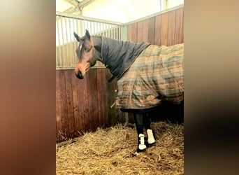 Cheval de sport allemand, Étalon, 3 Ans, 168 cm, Bai
