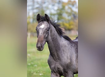 Cheval de sport allemand, Étalon, 3 Ans, 168 cm, Gris noir