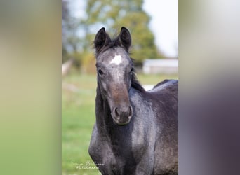 Cheval de sport allemand, Étalon, 3 Ans, 168 cm, Gris noir