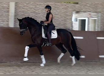 Cheval de sport allemand, Étalon, 3 Ans, 169 cm, Bai brun