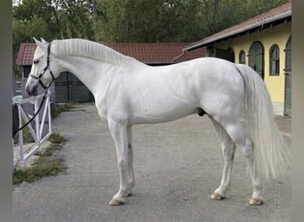 Cheval de sport allemand, Étalon, 3 Ans, 171 cm, Blanc
