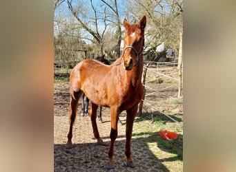Cheval de sport allemand, Étalon, 3 Ans, 172 cm, Alezan