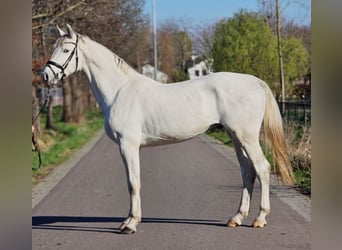 Cheval de sport allemand, Étalon, 3 Ans, 173 cm, Gris