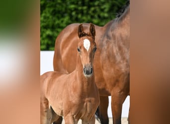 Cheval de sport allemand, Étalon, 3 Ans, Alezan