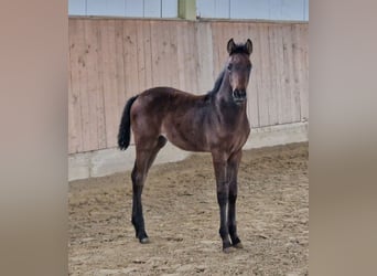 Cheval de sport allemand, Étalon, 3 Ans, Gris (bai-dun)