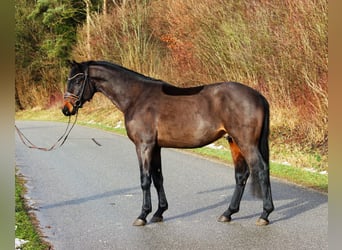 Cheval de sport allemand, Étalon, 4 Ans, 163 cm, Bai brun