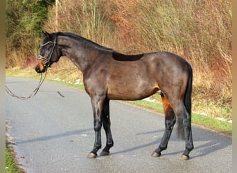 Cheval de sport allemand, Étalon, 4 Ans, 163 cm, Bai brun