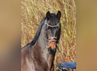 Cheval de sport allemand, Étalon, 4 Ans, 163 cm, Bai brun