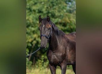 Cheval de sport allemand, Étalon, 4 Ans, 165 cm, Bai brun foncé