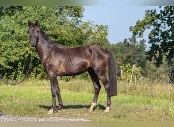 Cheval de sport allemand, Étalon, 4 Ans, 165 cm, Bai brun foncé